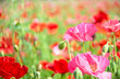 pink poppy flower in garden