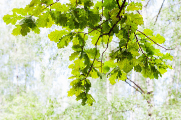 Sticker - green oak branch in forest with blurred background