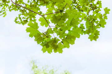 Wall Mural - green branch of field maple tree with blue sky