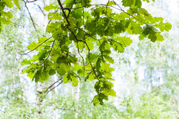Wall Mural - green oak branch in forest in sunny summer day
