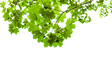 natural green branch of field maple tree isolated