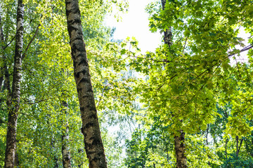 Sticker - green maple leaves and trunks of old birches