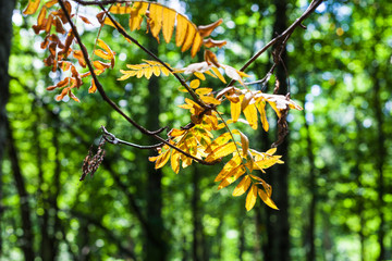 Poster - yellow leaves of rowan tree lit by sun close up