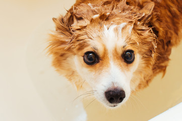 Wall Mural - Closeup portrait of a red wet dog while washing