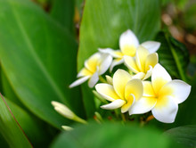 Many Frangipani Flowers (Plumeria) White And Yellow In Between Green Leaves.