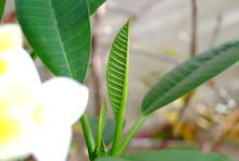 Frangipani Tree Small Leaf Detail, Flowers And Leaves Of Plumeria In Blurred Fore And Background.