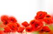 Red Poppy flowers background. Vector illustration