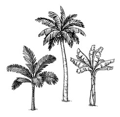Canvas Print - ink sketch of palm trees.