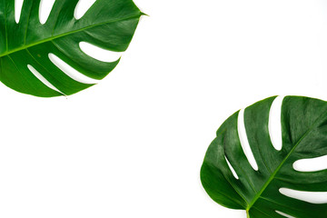 Wall Mural - Monstera green leaf isolated on white background in flat lay style and top view.