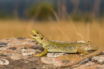 ocellated lizard, Timon lepidus, spain.