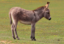 New Donkey Foal In The New Forest National Park, Hampshire, England