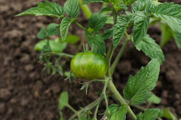 Wall Mural - young green tomato in the garden