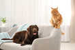 © New Africa - Cat and dog together on sofa indoors. Fluffy friends