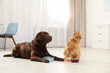 Cat and dog with feeding bowls together indoors. Fluffy friends