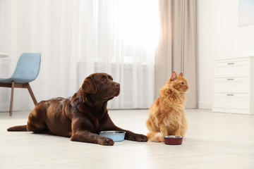 Sticker - Cat and dog with feeding bowls together indoors. Fluffy friends