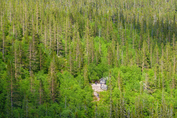 Poster - Coniferous woodland landscape with a mountain cabin