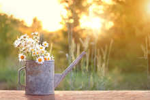 Bouquet Of Daisies In Watering Can, Summer Sunny Garden. Summer Time Season Concept. Beautiful Still Life Of Watering Can And Chamomile Flowers In Sunlight. Inspiration Image. Copy Space