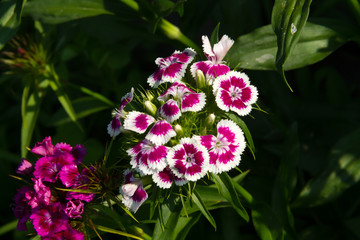 Wall Mural - Beautiful flowers of Turkish carnation in the summer sunny garden