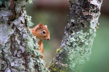 Red Squirrel, Sciurus vulgaris, close up character portrait amongst grass, rocks and birch branch on a sunny day within Scotland during June.