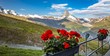 Swiss beauty, flowers view to breathtaking Matterhorn,Zermatt,Valais,Switzerland,Europe