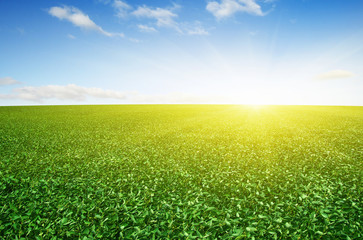 green field and blue sky