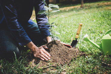 Wall Mural - Planting a tree, Two hands of young man were planting the seedlings and tree growing into soil while working in the garden as save the world, earth day, nature, environment and ecology concept