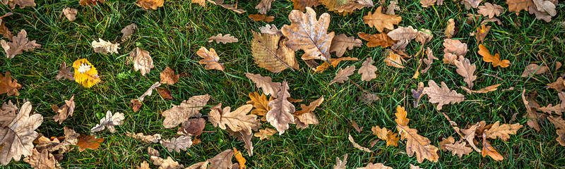 Fototapete - Fallen autumn leaves on the ground. Background, texture of fall colored leaves, panoramic banner. Seasonal landscape. Yellow foliage on green grass 