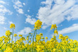 Rape flower. Springtime rape field and beauty blue sky.    