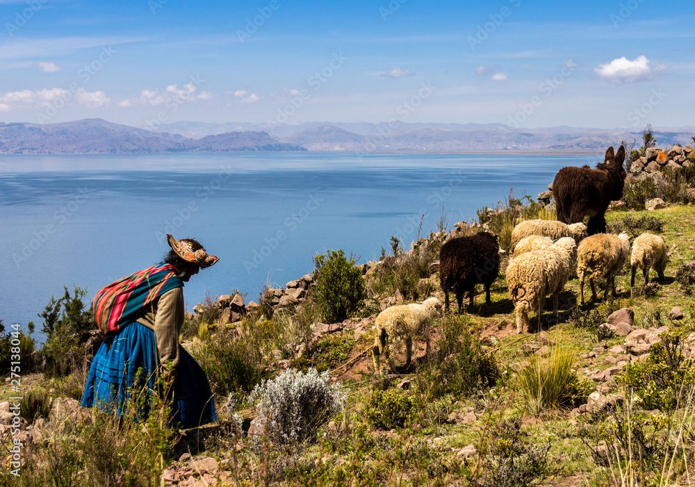 shepherdess with a small herd of sheep and a donkey on the shores of lake titicaca - obrazy, fototapety, plakaty 