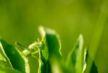 Big Green Grasshopper On The Leaves