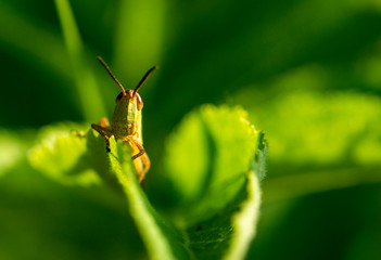 Big green grasshopper on the leaves