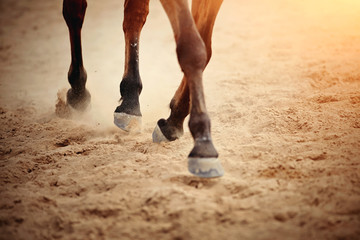 Dust under the horse's hooves.