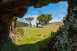 © Thomas Marchhart - Old laurel in Fanal in the middle of the Laurissilva Forest. The forest is on the Paul da Serra plateu on the island of Madeira