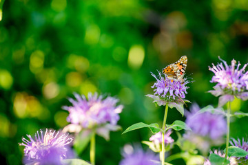 Beautiful motley butterfly on a purple flower on a background of green. Macro Photo