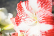 Colorful white and red amaryllis flower macro photo. Summer garden.