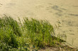 © Dmytro - Blue river water with green duckweed lemna plants. Ecology problems or wildlife nature landscape
