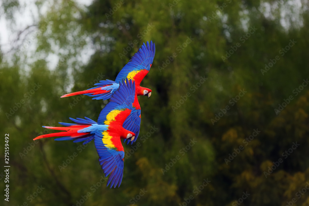 The scarlet macaw (Ara macao) flying through forest with green background. Dvojice velkých papoušků při letu. Macaw pair flying high in the greenery of trees. - obrazy, fototapety, plakaty 