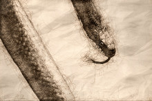 Sketch Of A Black Rat Snake Close Up