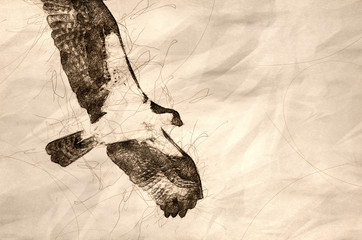 Poster - Sketch of Lone Osprey Hunting on the Wing on a White Background