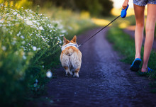  Young Girl With Long Legs In Shorts Is Having Fun Walking With A Cute Corgi Dog Puppy Along A Rural Country Road Among Fields And Flowers On A Warm Summer Day