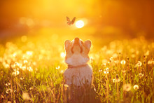 Beautiful Red Dog Puppy Corgi Fun Catches A Butterfly Flying On A Sunny Warm Summer Meadow