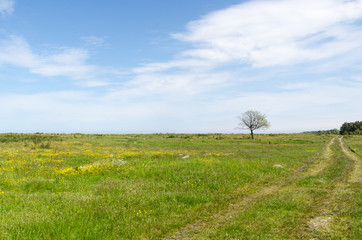 Wall Mural - Bright green and yellow grassland with a lone tree