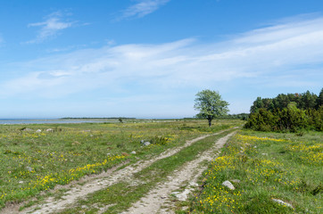 Wall Mural - Beautiful dirt road through a green grassland with lots of yellow flowers