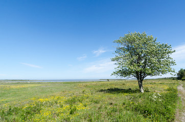 Wall Mural - Lone tree in a beautiful green and bright coastland by springtime