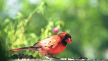 A Cardinal Eating Bird Seed. Long Lens And Shallow Depth Of Field.