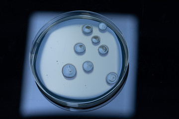 Wall Mural - A closeup view of bacteria cultures growing in a petri dish inside a science lab. Cold and clinical blue filter sets the atmosphere.