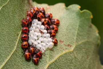 A macro view on cluster of stink bug (Halyomorpha halys) nymphs, just hatched, with eggs and black triangle egg breakers visible, on a green leaf outdoors.