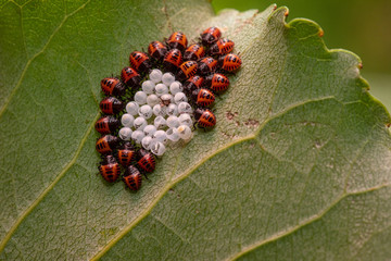 Wall Mural - An extreme close-up view of newly hatched brown marmorated stink bugs (Halyomorpha halys) on a plant. A common pest that invades gardens and crops.