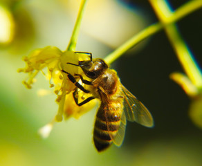 Wild bees collect nectar from the flowering Linden.