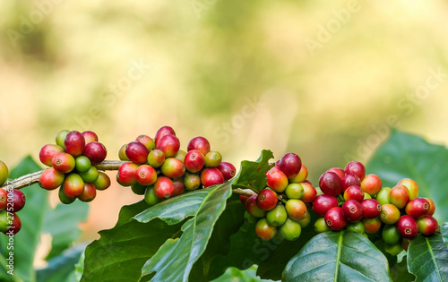 Fotografía Arabica coffee berries getting ripe on coffee tree branch in plantation